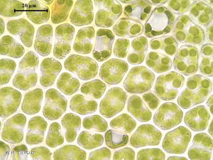 <i>Mnium thomsonii</i> Schimp., 1876 © H. TINGUY