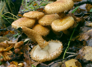 Pholiota squarrosa2.jpg © Игорь Лебединский