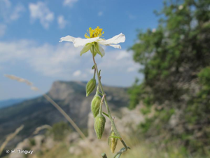 <i>Helianthemum apenninum </i>subsp.<i> apenninum</i> (L.) Mill., 1768 © H. Tinguy