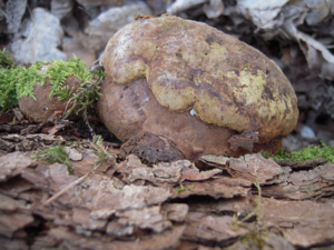 Phellinus robustus.JPG © Jean.claude