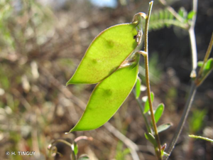 <i>Vicia disperma</i> DC., 1813 © H. TINGUY