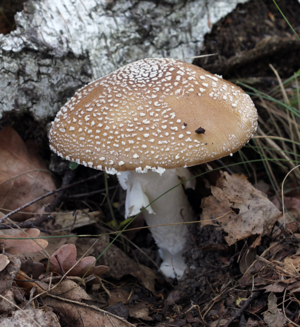 Amanita pantherina 2013 G1.jpg © George Chernilevsky