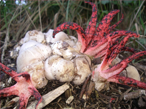 Clathrus archeri.jpg © de:Benutzer:Oilys