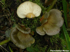 <i>Sarcomyxa serotina</i> (Pers. : Fr.) P.Karst. © PA. Moreau