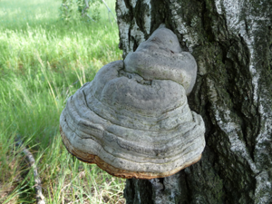 Fomes fomentarius 2010 G2.jpg © George Chernilevsky