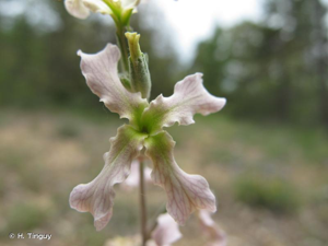 <i>Matthiola fruticulosa</i> (Loefl. ex L.) Maire, 1932 © H. Tinguy