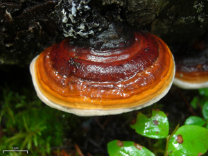 Fomitopsis pinicola 109142.jpg © Commons