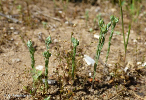 <i>Logfia minima</i> (Sm.) Dumort., 1827 © O. Roquinarc'h