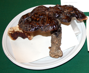 Ganoderma carnosum 1.jpg © Karelj