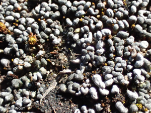 <i>Toninia sedifolia</i> (Scop.) Timdal, 1991 © H. TINGUY