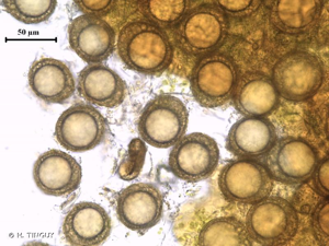<i>Ephemerum minutissimum</i> Lindb., 1874 © H. TINGUY