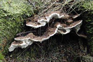 Heterobasidion annosum - Lindsey.jpg © James Lindsey