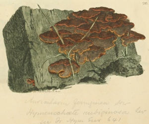 Coloured Figures of English Fungi or Mushrooms - t. 26.jpg © James Sowerby