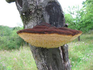 Inonotus-hispidus01.jpg © Björn Appel (= User:Warden)