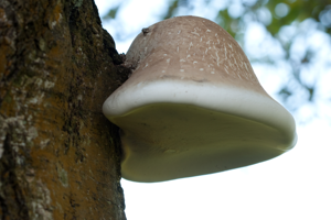 Piptoporus betulinus 55.jpg © Captainpixel