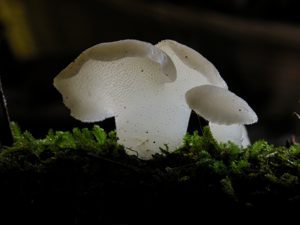 Pseudohydnum gelatinosum.jpg © Commons