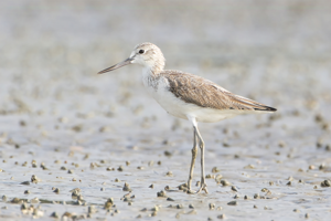 Tringa nebularia - Laem Phak Bia.jpg © JJ Harrison (jjharrison89@facebook.com)