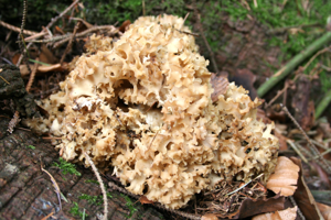 Sparassis crispa JPG1.jpg © voir ci-dessous / see below