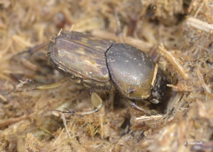 <i>Euoniticellus fulvus</i> (Goeze, 1777) © J. Touroult