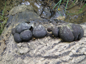 Collection of cramp balls.JPG © J Milburn