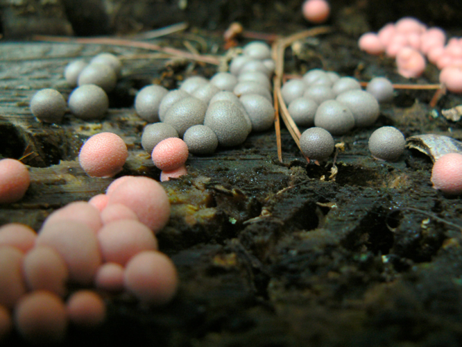 Pink and brown slime molds.jpg © Benny Mazur from Toledo, OH