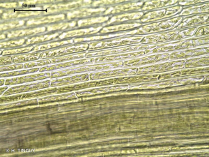 <i>Dicranum tauricum</i> Sapjegin, 1911 © H. TINGUY