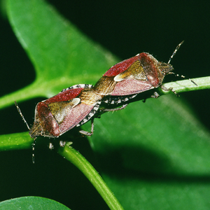 Dolycoris.baccarum.1831.jpg © Commons