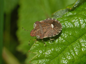 Pentatomidae - Dyroderes umbraculatus.JPG © Hectonichus