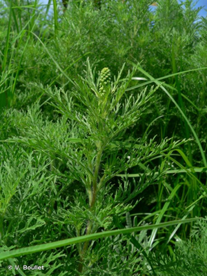 <i>Ambrosia tenuifolia</i> Spreng., 1826 © V. Boullet