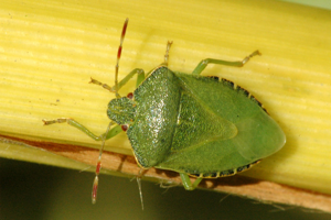 Palomena.prasina.jpg © James K. Lindsey