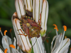 Pentatomidae - Carpocoris purpureipennis-2.JPG © Hectonichus