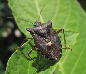 Rotbeinige Baumwanze (Pentatoma rufipes) 1.jpg © Commons