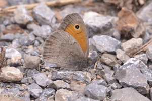 <i>Hyponephele lycaon</i> (Rottemburg, 1775) © J. Touroult