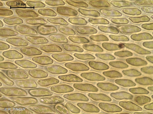 <i>Nogopterium gracile</i> (Hedw.) Crosby & W.R.Buck, 2011 © H. TINGUY