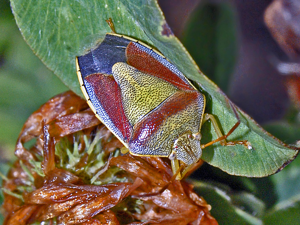 Pentatomidae - Piezodorus lituratus.jpg © Hectonichus