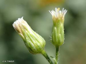 <i>Erigeron canadensis</i> L., 1753 © H. TINGUY