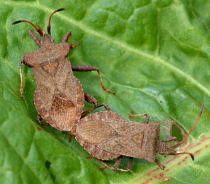 20050514-001-coreus-marginatus.jpg © Gary Houston