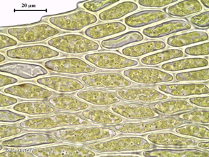 <i>Hygroamblystegium varium</i> (Hedw.) Mönk., 1911 © H. TINGUY