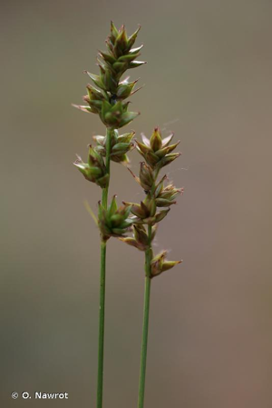 <i>Carex leersii</i> F.W.Schultz, 1870 © O. Nawrot