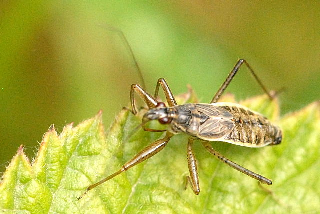 Nabis.ericetorum4.-.lindsey.jpg &copy; James K. Lindsey