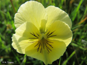 <i>Viola lutea</i> Huds., 1762 © H. Tinguy