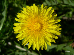 <i>Taraxacum officinale</i> F.H.Wigg., 1780 © O. Escuder