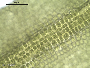 <i>Chionoloma tenuirostre</i> (Hook. & Taylor) M.Alonso, M.J.Cano & J.A.Jiménez, 2016 © H. TINGUY