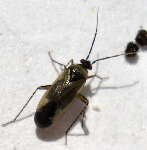 Plagiognathus arbustorum.jpg © Mick Talbot
