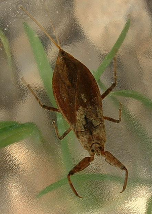 Nepa cinerea01.jpg © Commons