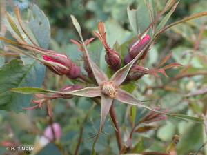 <i>Rosa ferruginea</i> Vill., 1779 © H. TINGUY