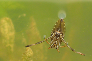 Notonecta glauca1.jpg © Holger Gröschl