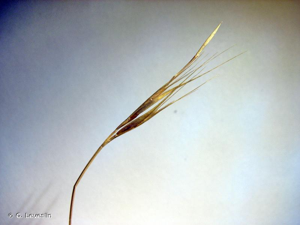 <i>Anisantha rigida</i> (Roth) Hyl., 1945 © G. Leveslin