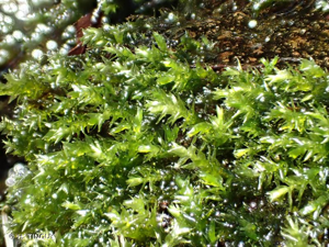 <i>Rhynchostegium riparioides</i> (Hedw.) Cardot, 1913 © H. TINGUY