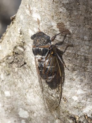 Cicadidae 2017 Koroni 07.jpg © Sputniktilt